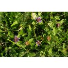 Közönséges gyíkfű (Prunella vulgaris) vetőmag