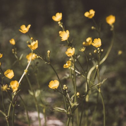 Vetési boglárka (Ranunculus arvensis) vetőmag