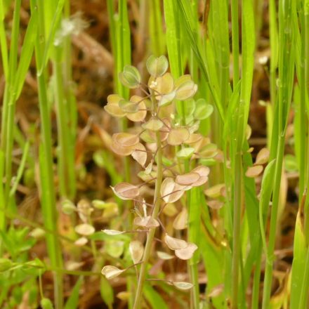 Galléros tarsóka (Thlaspi perfoliatum) vetőmag