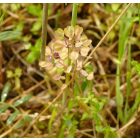 Galléros tarsóka (Thlaspi perfoliatum) vetőmag