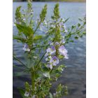 Pólé veronika (Veronica anagallis-aquatica) vetőmag