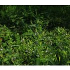 Pólé veronika (Veronica anagallis-aquatica) vetőmag