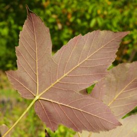   Hegyi juhar bordó levelű forma (Acer pseudoplatanus) vetőmag