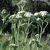 Közönséges cickafark (Achillea millefolium) vetőmag