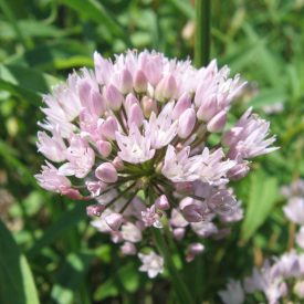 Gyíkhagyma (Allium angulosum) vetőmag