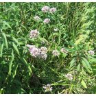 Gyíkhagyma (Allium angulosum) vetőmag