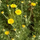 Festő pipitér (Anthemis tinctoria) vetőmag