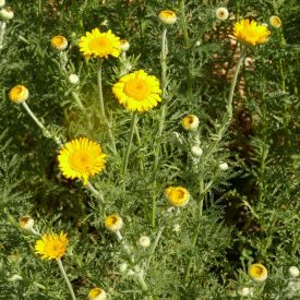 Festő pipitér (Anthemis tinctoria) vetőmag