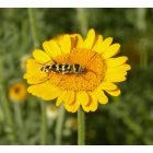 Festő pipitér (Anthemis tinctoria) vetőmag