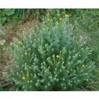 Festő pipitér (Anthemis tinctoria) vetőmag