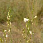Ágas homokliliom (Anthericum ramosum) vetőmag