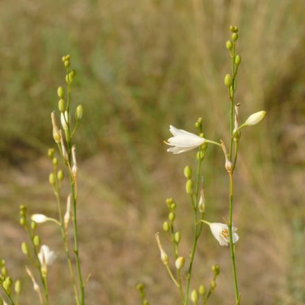 Ágas homokliliom (Anthericum ramosum) vetőmag