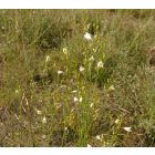 Ágas homokliliom (Anthericum ramosum) vetőmag