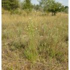 Ágas homokliliom (Anthericum ramosum) vetőmag