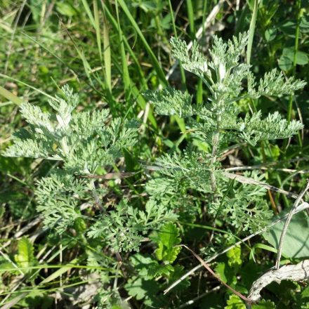 Bárányüröm (Artemisia pontica) vetőmag
