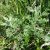 Bárányüröm (Artemisia pontica) vetőmag