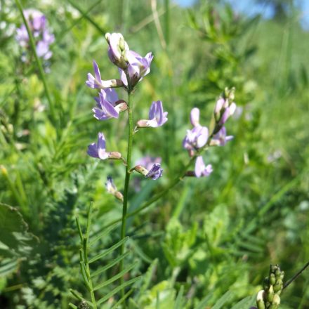 Kisvirágú csűdfű (Astragalus austriacus) vetőmag