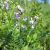 Kisvirágú csűdfű (Astragalus austriacus) vetőmag