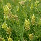 Hólyagos csűdfű (Astragalus cicer) vetőmag