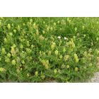 Hólyagos csűdfű (Astragalus cicer) vetőmag