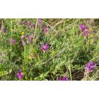 Zászlós csűdfű (Astragalus onobrychis) vetőmag