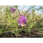 Zászlós csűdfű (Astragalus onobrychis) vetőmag