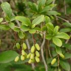 Sóskaborbolya (Berberis vulgaris) vetőmag