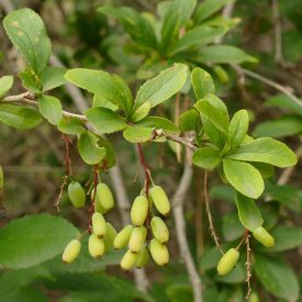 Sóskaborbolya (Berberis vulgaris) vetőmag