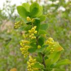 Sóskaborbolya (Berberis vulgaris) vetőmag