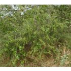 Sóskaborbolya (Berberis vulgaris) vetőmag