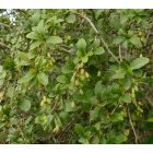 Sóskaborbolya (Berberis vulgaris) vetőmag