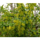Sóskaborbolya (Berberis vulgaris) vetőmag