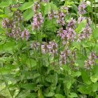 Orvosi bakfű (Betonica officinalis) vetőmag