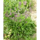 Orvosi bakfű (Betonica officinalis) vetőmag