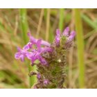 Orvosi bakfű (Betonica officinalis) vetőmag