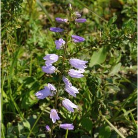 Olasz harangvirág (Campanula bononiensis) vetőmag