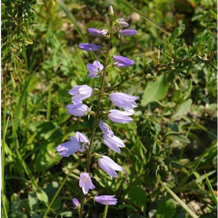 Olasz harangvirág (Campanula bononiensis) vetőmag