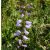 Olasz harangvirág (Campanula bononiensis) vetőmag