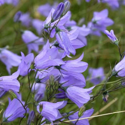 Kereklevelű harangvirág (Campanula rotundifolia) vetőmag