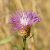 Réti imola (Centaurea jacea subsp. jacea) vetőmag