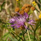 Réti imola (Centaurea jacea subsp. jacea) vetőmag