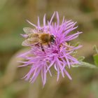 Réti imola (Centaurea jacea subsp. jacea) vetőmag