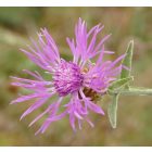 Réti imola (Centaurea jacea subsp. jacea) vetőmag