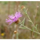 Réti imola (Centaurea jacea subsp. jacea) vetőmag