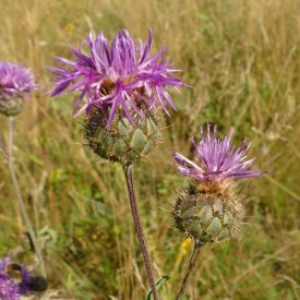 Vastövű imola (Centaurea scabiosa) vetőmag