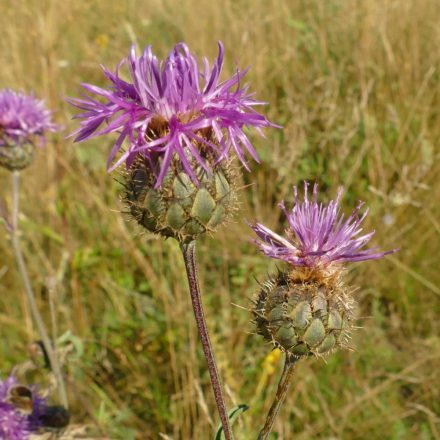 Vastövű imola (Centaurea scabiosa) vetőmag