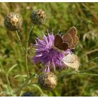 Vastövű imola (Centaurea scabiosa) vetőmag