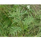 Vastövű imola (Centaurea scabiosa) vetőmag