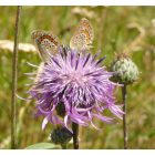 Vastövű imola (Centaurea scabiosa) vetőmag