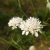 Mezei fejvirág (Cephalaria transsylvanica) vetőmag
